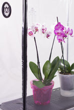Load image into Gallery viewer, Sezam Orchid Mini Greenhouse: Rehabilitator for Orchids with Automatic air humidity, grow light control, daylight timer.
