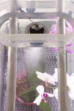 Load image into Gallery viewer, Sezam Orchid Mini Greenhouse: Rehabilitator for Orchids with Automatic air humidity, grow light control, daylight timer.
